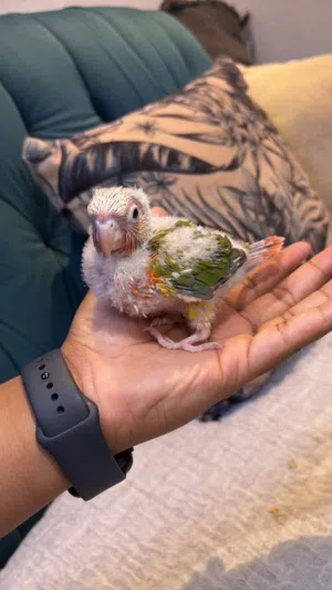 فرخ كنيور دبل دبل ريد فاكتور حجم سوبر سوبر جامبو