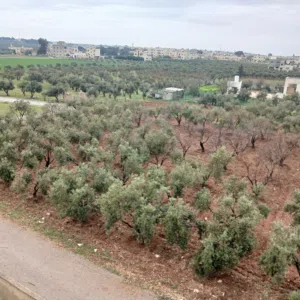 Farm Land for Sale in Madaba Juraynah