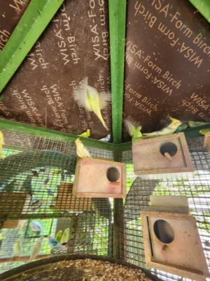 Budgie Birds and Cocktail