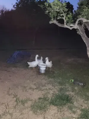سلام عليكم اوز للبيع