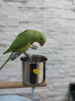 ببغاء دره أخضر أليفات للبيع