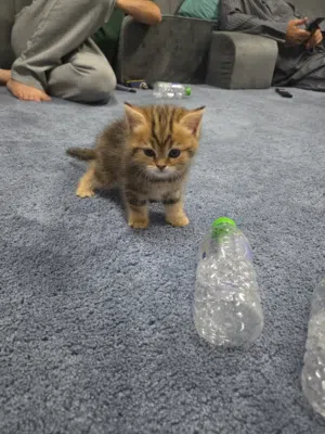 للبيع بريتش شورت هير (British Shorthair يوجد المزيد من الصور للجاد