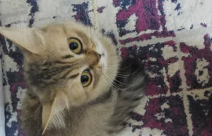 مطلوب قط للتزاوج