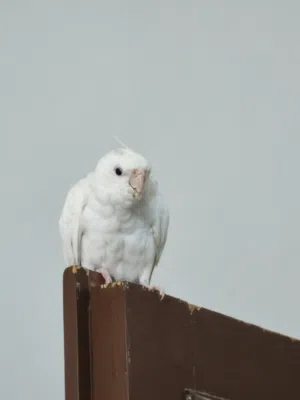 ذكر كوكتيل البينو اليف حجم سوبر جامبو