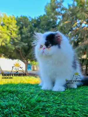 ذكـر فـان بـلاك بيـرشن