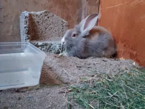 ارانب للبيع الوصف مهم