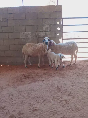 السلام عليكم زوز نعاج ولادات خروف خروف وسنهم كبيره