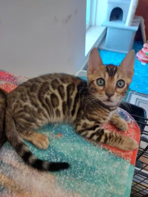 purebred Bengal kittens, boy and girl
