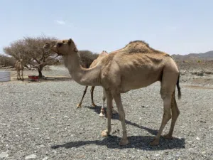 ناقة باطنية اصل
