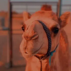 الغافري 