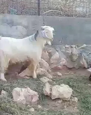 تيس رحبي  الحجم الكبير واللون الابيض ممتاز للتربية