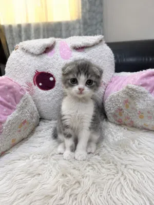 Scottish fold kitten