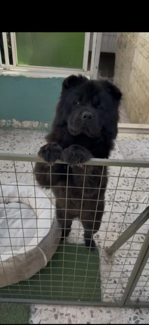لعشاق التميز والفخامة Pure chowchow female  انثى تشاو تشاو -اسود Black- Blue tongue-fluffy coat