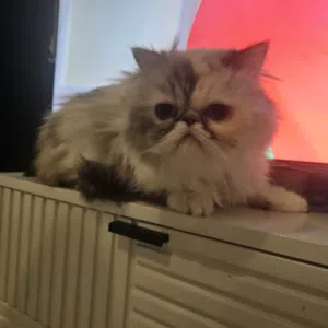 persian female