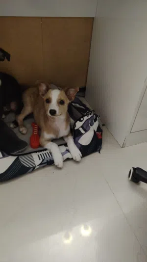 Cute dog very doesn’t bark only rarely
