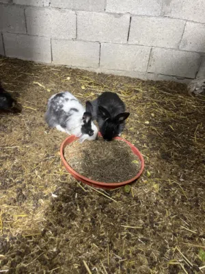 ارانب للبيع