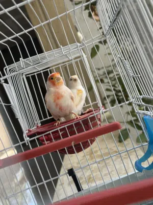 كوبيه موزيك مصوقره