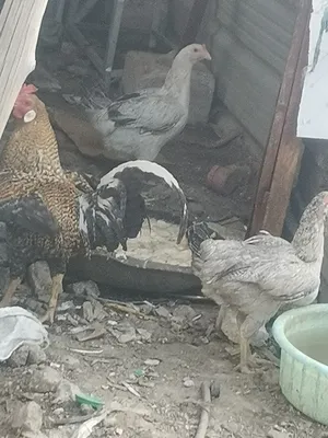دجاج عرب مال بيت ملقح ديج ودجاجتين بياضات
