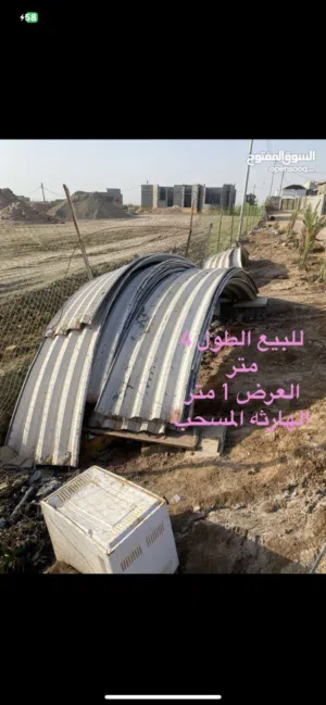 جينكو مقوس