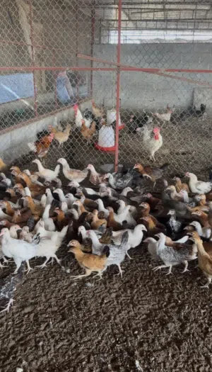 للبيع دواجن محلية بصحة عالية جداً عمر ثلاث شهور