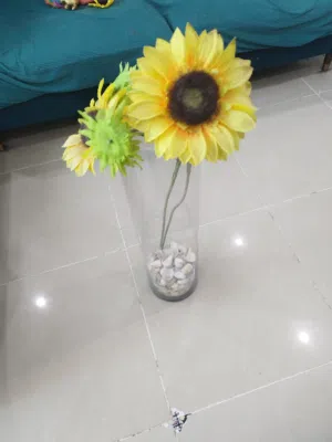 plants is good