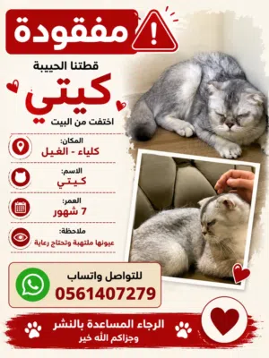 كيتي - مفقوده