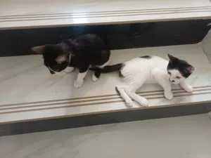 قطط صحية جداً ومجانية للتبني.