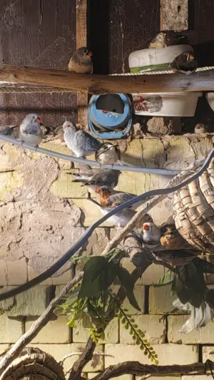 متاح  فناجس سوبر جانبو ومخاليف جاوه  وسمان ملكي  تقريبن الفناجس بيهن 15زوج