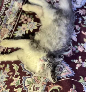 زهراء 