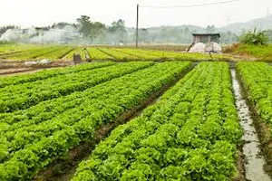 Farm . 3240 m20