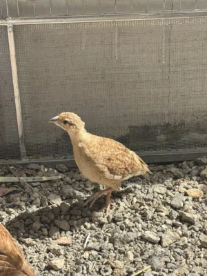 صفارد باكستاني