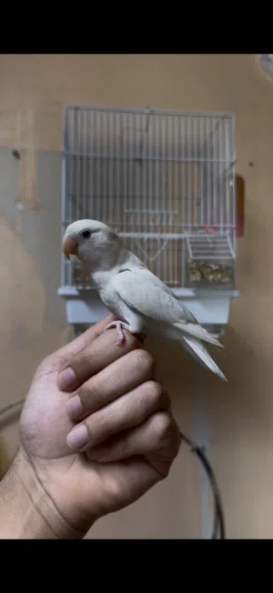 للبيع لاف بيرد البينو اليف