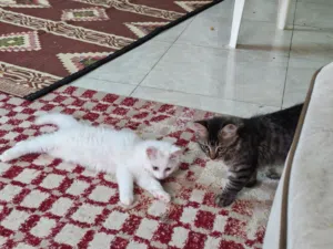 قطط شيرازي شعر كثيف جميله وصغيره تحب اللعب مع الاطفال