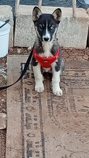 انثى هاسكي للبيع اول للبلد عل عصافير بنفس القيمه