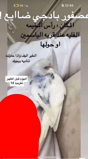 طير بادجي ضاايع !!!!