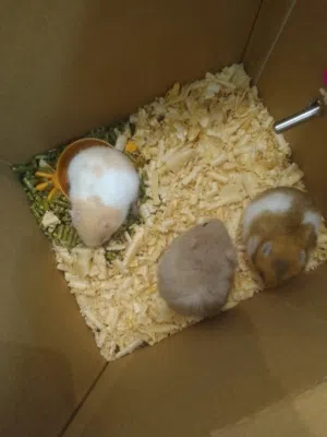 هامستر سوري