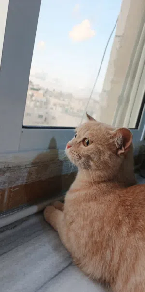 قطع للتبني