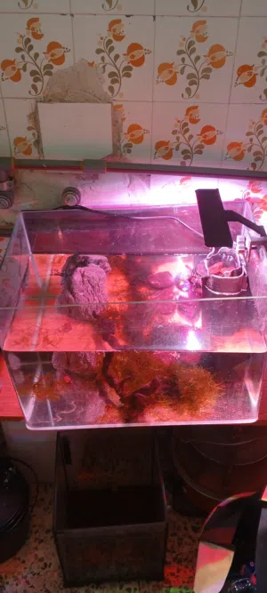 حوض سمك اجنبي