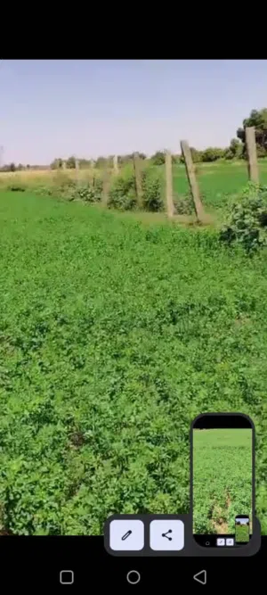 ‏زراعية ‏.‏ 3 فدّان ‏.‏ الوسيط‏3