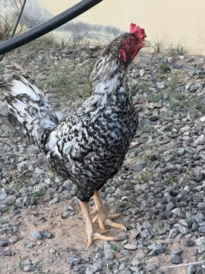 ديك بكستاني بدون تهجين