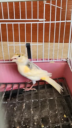 انثي كناري جاهزة لون الله يبارك
