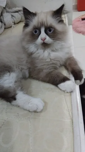 ‏شيرازي‏0
