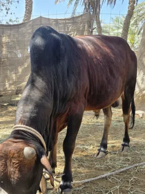 ثور خارجي للبيع