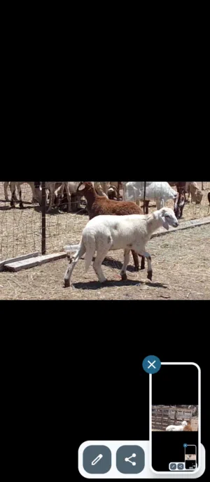 2خرفان مهجنات تبارك الله العمر 3شهور