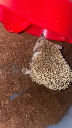 Other Animals3