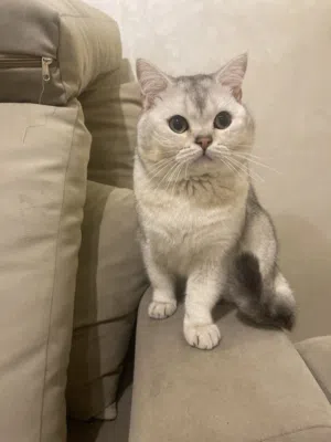 قطط للبيع سكوتش ستريت بيور ذكور من أصول مسجلة للبيع لتحسين النسل