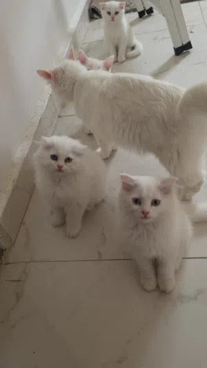 قطط للبع  متوفر سكوتش ومتوفر شيرازي