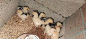 كتكوت براهما للبيع