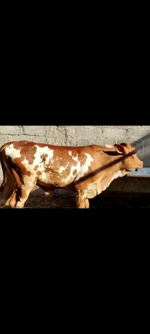 عجال مال  صلاله اقرا الوصف تحت