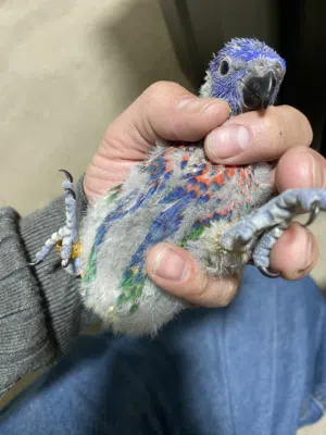 فرخ لوري زق يدوي صحة ممتازة حجم ضخم لون مميز جدا